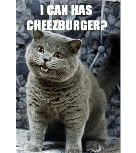 Cat asking I can has cheezburger
